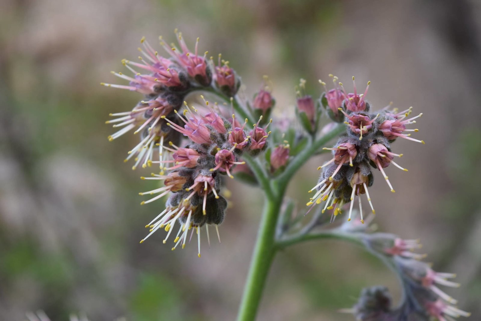 Cynoglossum ceticum Mill.